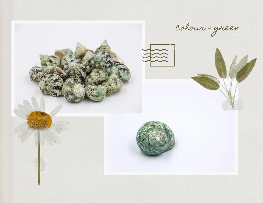 green colour seashells shop by colour